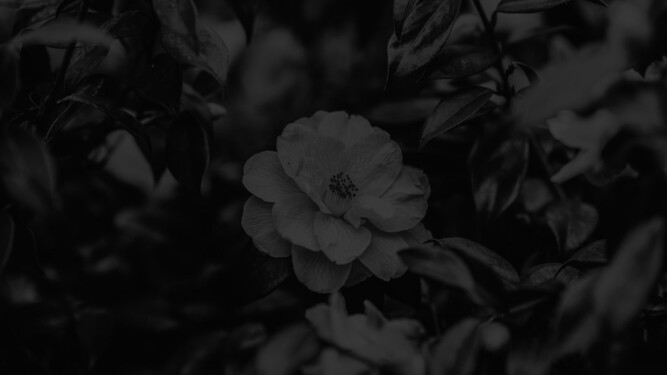 spring flower
